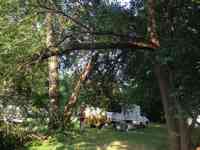 Cleaning up a storm damaged Mulberry tree.